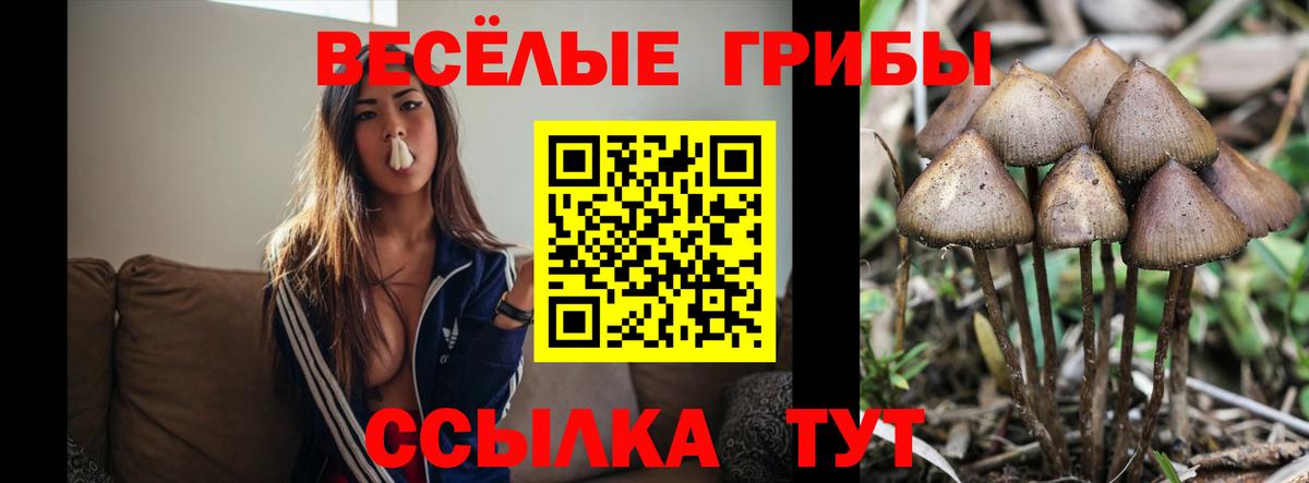 Псилоцибиновые грибы GOLDEN TEACHER  Вход с VPN  Ярцево  Псилоцибиновые грибы мухоморы 